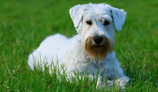 Sealyham Terrier