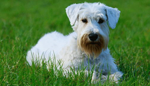 Sealyham Terrier