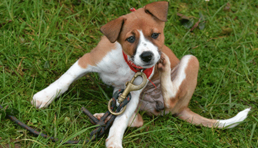 Flöhe Hund