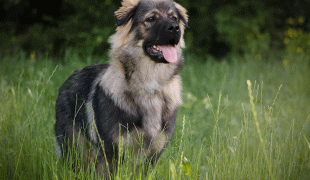 Karst Schäferhund