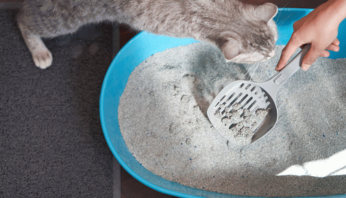 Katze frisst Katzenstreu