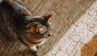 Katze pinkelt in Wohnung