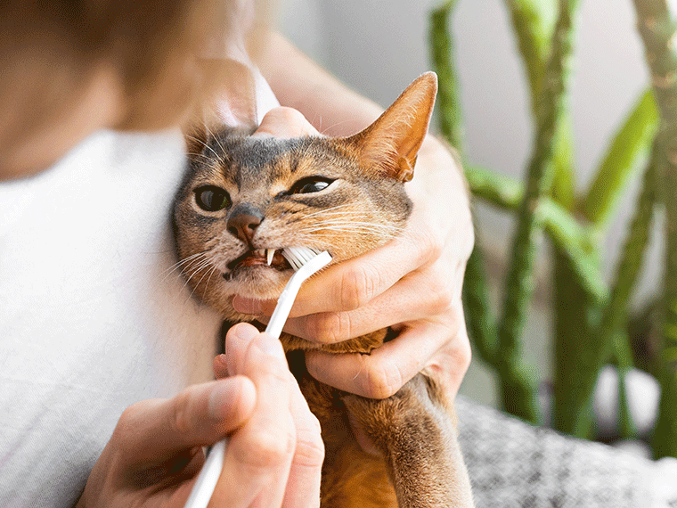 Katzen die Zähne putzen Anleitung, Tipps & Tricks