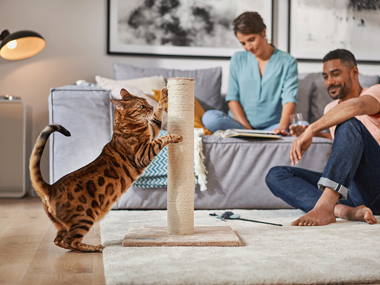 Katze kratzt an Tapete Ursachen, Tipps und Hilfe