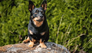 Lancashire Heeler