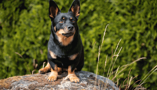 Lancashire Heeler
