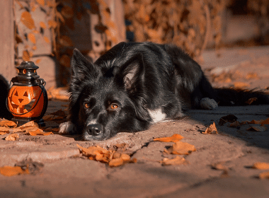 Ein schwarz-weißer Hund liegt auf dem Boden, umgeben von orangefarbenen Herbstblättern, neben einer kleinen Laterne mit einem Jack-O'-Lantern-Gesicht und genießt das weiche, warme Sonnenlicht - perfekt für Halloween mit Hund.