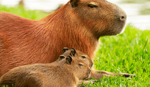 Capybara mit Nachwuchs