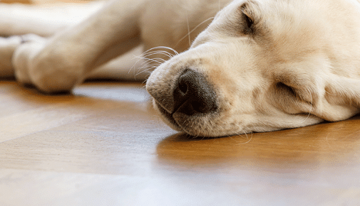 Hund atmet schnell im Schlaf