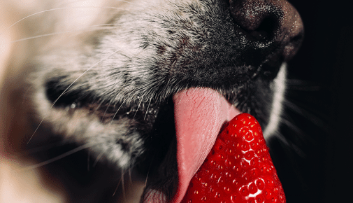 Dürfen Hunde Erdbeeren fressen?