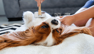 Allergiker Hunde