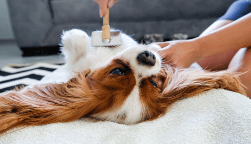 Allergiker Hunde