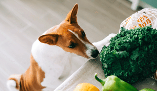 Dürfen Hunde Paprika essen?