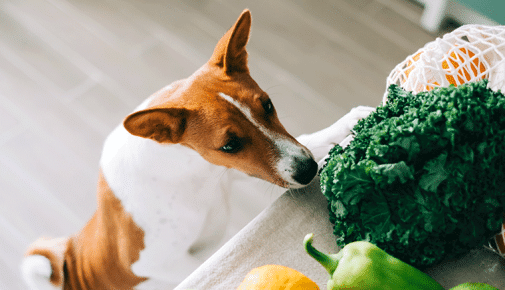 Dürfen Hunde Paprika essen?