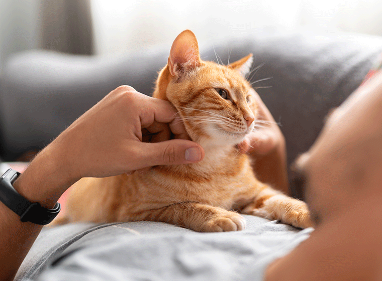 Körpertemperatur Katze