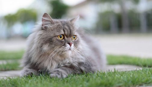 Qualzucht bei Katzen
