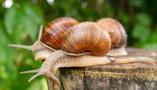 Weinbergschnecke