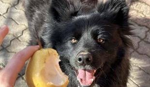 Dürfen Hunde Birne essen?