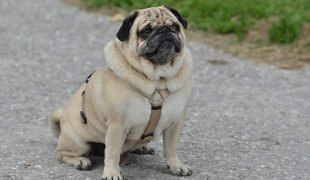 Qualzucht beim Hund: Mops