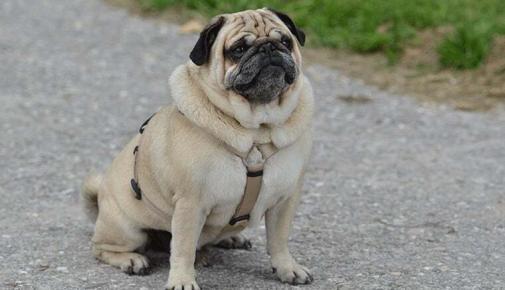 Qualzucht beim Hund: Mops