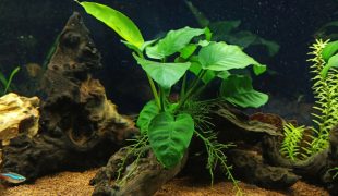 Anubias