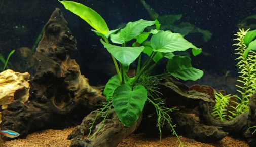 Anubias