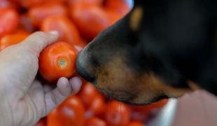 Dürfen Hunde Tomaten essen?