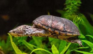 Moschusschildkröte schwimmt im Aquarium über Pflanzen hinweg.