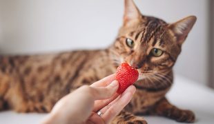 Dürfen Katzen Erdbeeren essen?