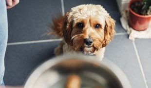 Futtermittelallergie beim Hund