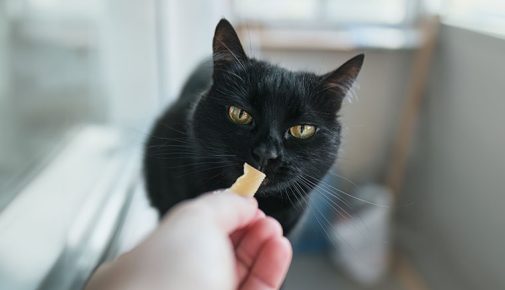 Dürfen Katzen Käse essen? Schwarze Katze riecht an Käsestück.