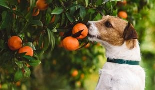 Dürfen Hunde Mandarinen essen?