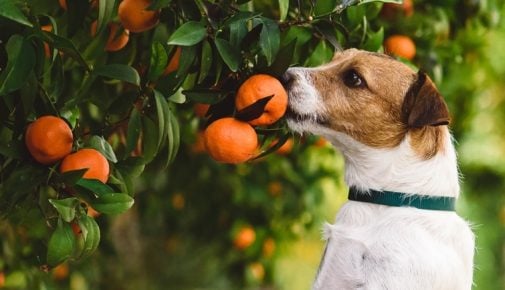 Dürfen Hunde Mandarinen essen?