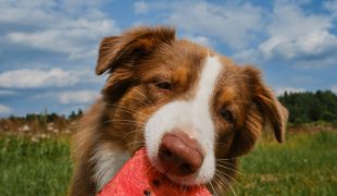 Dürfen Hunde Wassermelone essen?