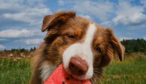 Dürfen Hunde Wassermelone essen?
