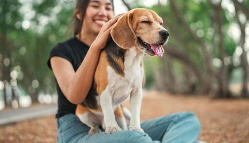 Hund auslasten und beschäftigen
