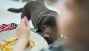 Brauner Hund legt den Kopf auf die Tischkante und schaut auf einen Teller mit Pommes – Symbolmotiv für das Thema „dürfen Hunde Kartoffeln essen“.