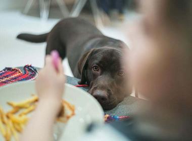 Brauner Hund legt den Kopf auf die Tischkante und schaut auf einen Teller mit Pommes – Symbolmotiv für das Thema „dürfen Hunde Kartoffeln essen“.