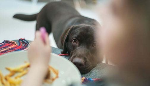 Brauner Hund legt den Kopf auf die Tischkante und schaut auf einen Teller mit Pommes – Symbolmotiv für das Thema „dürfen Hunde Kartoffeln essen“.