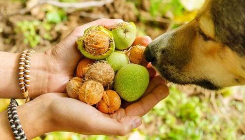Hände halten einem Hund verschiedene Nüsse unter die Nase.