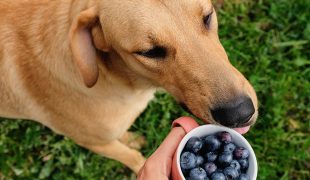 Dürfen Hunde Blaubeeren essen?
