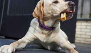 Dürfen Hunde Käse essen?