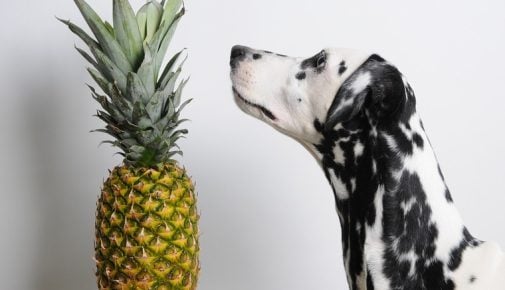 Ein schwarz-weiß gefleckter Dalmatinerhund schnuppert neugierig an einer ganzen Ananas, die auf einem kleinen weißen Tisch vor einem neutralen, hellgrauen Hintergrund steht.