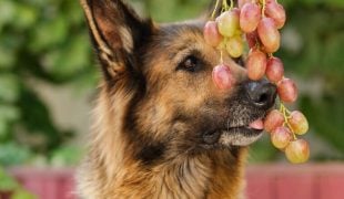 Braun-schwarzer Hund schnuppert und schleckt an Weintrauben; Symbolbild zum Thema Dürfen Hunde Weintrauben essen.