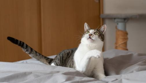 Katze liegt auf einem Bett und hebt eine Pfote nach oben.
