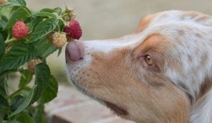 Hund schnuppert an frischen Himbeeren am Strauch – dürfen Hunde Himbeeren essen?