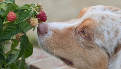 Hund schnuppert an frischen Himbeeren am Strauch – dürfen Hunde Himbeeren essen?