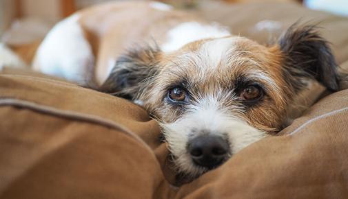 Kleiner Hund liegt auf einem Kissen und blickt nach vorne.