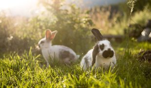 Zwei Kaninchen liegen im sonnigen Gras und ruhen sich im Garten aus.