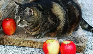 Katze sitzt neben mehreren Äpfeln und schnuppert an einem Apfel.